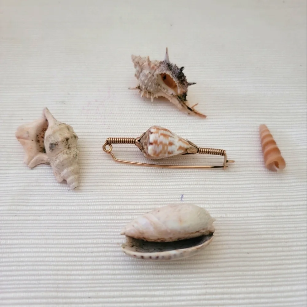Vintage Shell Broach & Rare shells - Picture 1 of 6